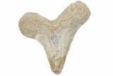 Cretaceous Ginsu Shark (Cretoxyrhina) Tooth - Kansas #211751-1
